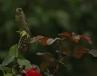 fink bei regen.webp