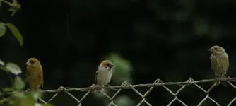 Vögel bei regen.webp