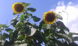 Prunkwinde und Sonnenblumen.webp