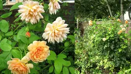 rosengarten 2014Neuer Ordner9.webp