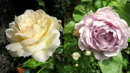 rosengarten 2014Neuer Ordner10.webp