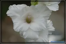 comp_DSC02161.webp
