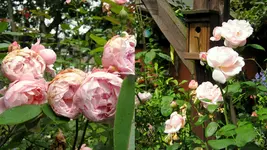 rosengarten 2014Neuer Ordner12.webp