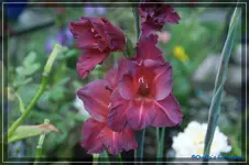 comp_DSC02159.webp