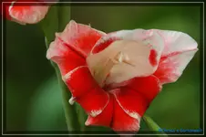 comp_DSC02073.webp