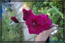 comp_DSC02139.webp