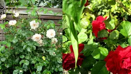 rosengarten 2014Neuer Ordner14.webp