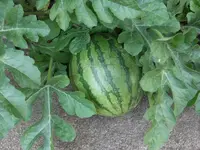 CIMG9749.webp