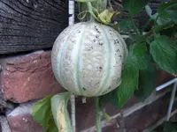 CIMG9753.webp