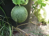 CIMG9765.webp