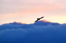 Turmfalke_21407.webp
