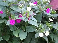 PhotoEditor-1407869371455.webp