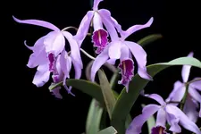 IMG_2363 - Kopie.webp