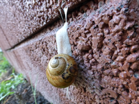 P1180591.webp