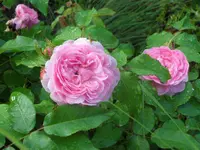 SAM_5208.webp