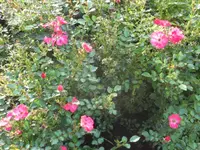SAM_5213.webp