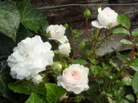 SAM_5210.webp
