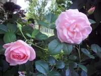 SAM_5211.webp