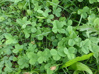 P1180574.webp