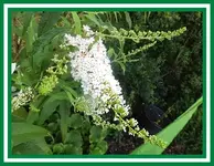 010.webp