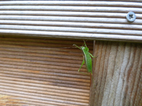 P1180620.webp