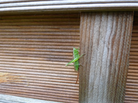 P1180619.webp