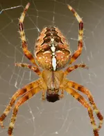 kreuzspl.webp
