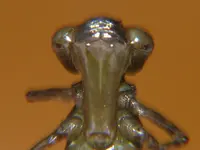 E Aeschna Fangmaske 1.webp