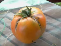 Tomate -Orange a gros 2.webp