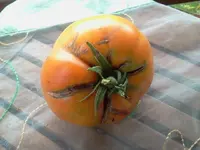 Tomate - Orange a gros 1.webp