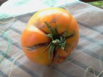 Tomate - Orange a gros 1.jpg