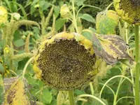 Bilda 0182.webp