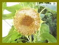009.webp