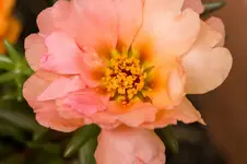 2613.webp