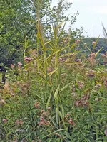 K800_DSCF4419.webp