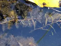 K800_DSCF4510.webp