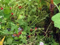 K800_DSCF4520.webp