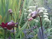 Dahlie_4Stadien.webp