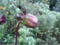 DahlienbluehtNochNichtOffen.webp