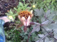 DahlieVerblueht.webp