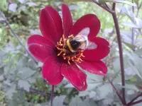 BishopOfLandaffMitBesuch.webp