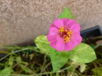 P1150730.webp