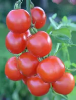DSC_0182_rote_Stabtomate.webp