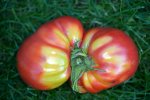 DSC_0213_Fleischtomate.jpg