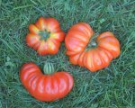 DSC_0216_3_Tomaten.jpg
