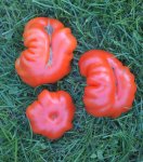 DSC_0222_3_Tomaten.jpg