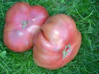 DSC_0242_2_leckere_Fleischtomaten.webp