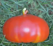 DSC_0267_Fleischtomate_mit_Halterung.webp