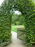 aus dem Bauengarten.webp