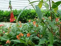 Fuchsie.webp